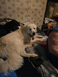 Lost Male Dog last seen Miller Bridge Rd , Burke County, NC 28612