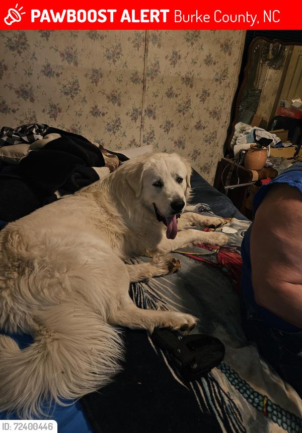Lost Male Dog last seen Miller Bridge Rd , Burke County, NC 28612