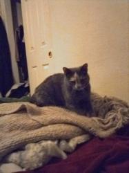 Lost Female Cat last seen Flamingo and Torrey Pines , Las Vegas, NV 89103