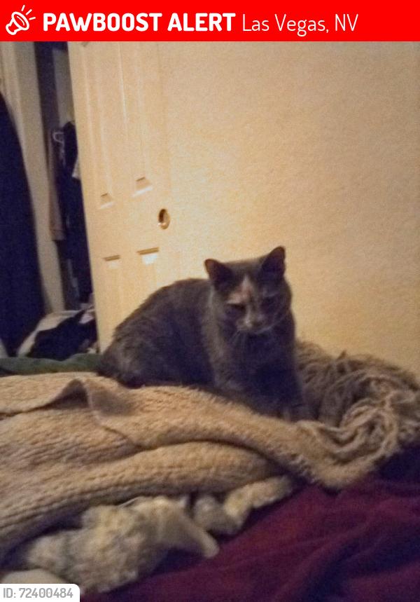 Lost Female Cat last seen Flamingo and Torrey Pines , Las Vegas, NV 89103