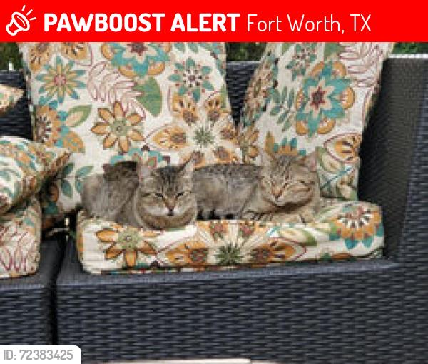 Lost Male Cat last seen Prewett Rd & Beach, Fort Worth, TX 76137