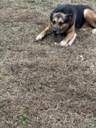 Lost Male Dog last seen Shoccoe area Robinson Rd/ Pleasant Gift, Madison County, MS 39046