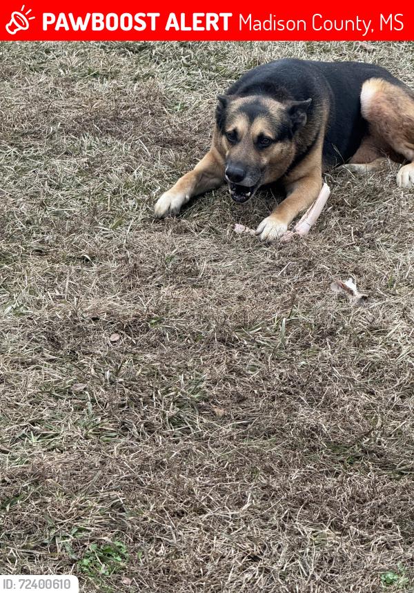 Lost Male Dog last seen Shoccoe area Robinson Rd/ Pleasant Gift, Madison County, MS 39046