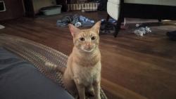 Lost Female Cat last seen Cowden and Tracy , Kansas City, MO 64118