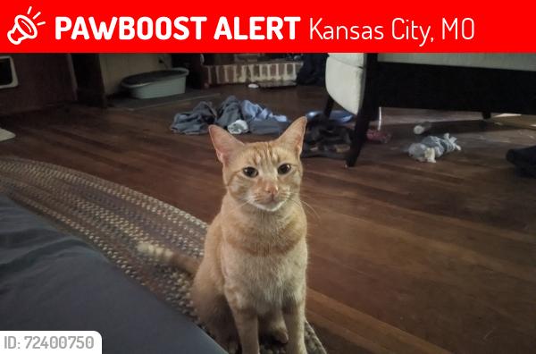 Lost Female Cat last seen Cowden and Tracy , Kansas City, MO 64118