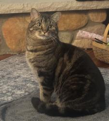 Lost Male Cat last seen Golf and rapids , Racine, WI 53404
