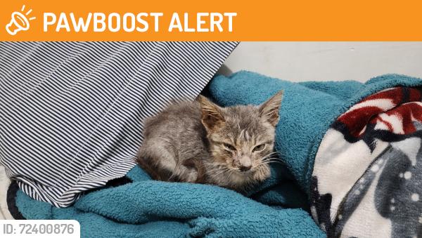 Found/Stray Unknown Cat last seen Fray Antonio margil y Fray caballero, Cdad. Benito Juárez, N.L., Ciudad Benito Juárez, N.L. 67280