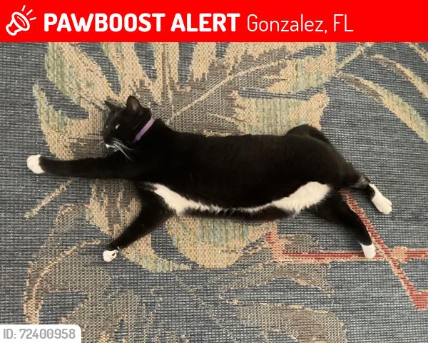 Lost Female Cat last seen Urban Dr, Stefani Rd, Green Hills Rd, Gonzalez, FL 32533