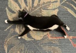 Lost Female Cat last seen Urban Dr, Stefani Rd, Green Hills Rd, Gonzalez, FL 32533