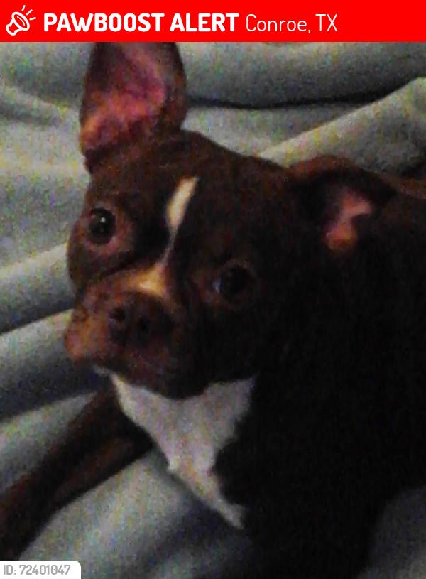 Lost Female Dog last seen Hwy 45 and 106, Conroe, TX 77301