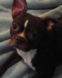 Lost Female Dog last seen Hwy 45 and 106, Conroe, TX 77301