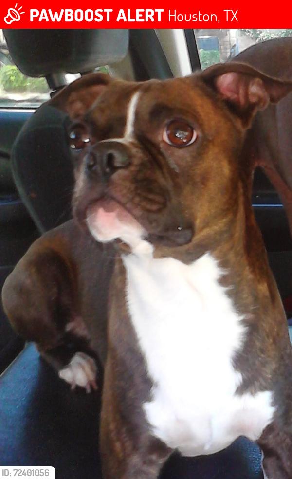Lost Male Dog last seen Antoine veterans memorial , Houston, TX 77086