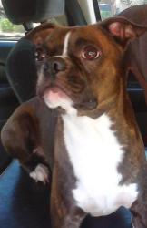 Lost Male Dog last seen Antoine veterans memorial , Houston, TX 77086