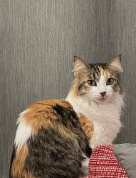 Lost Female Cat last seen Lake Murray Blvd, San Diego, CA 92119