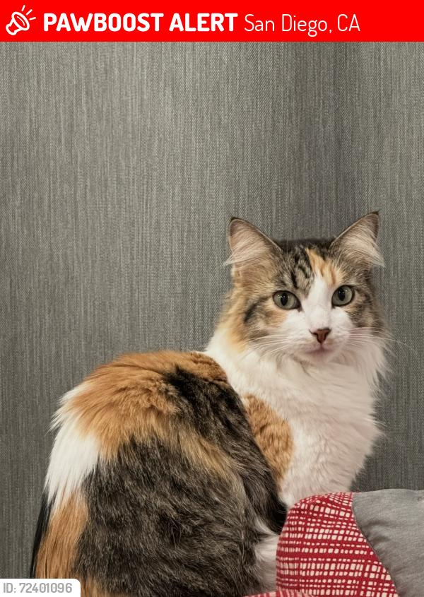 Lost Female Cat last seen Lake Murray Blvd, San Diego, CA 92119