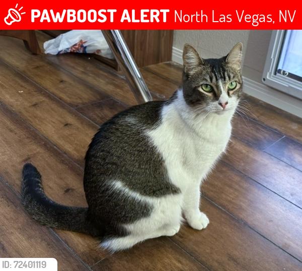 Lost Female Cat last seen Revere St & Gowan Rd , North Las Vegas, NV 89032