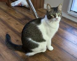 Lost Female Cat last seen Revere St & Gowan Rd , North Las Vegas, NV 89032