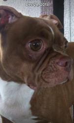 Lost Female Dog last seen Antoine veterans memorial , Houston, TX 77091