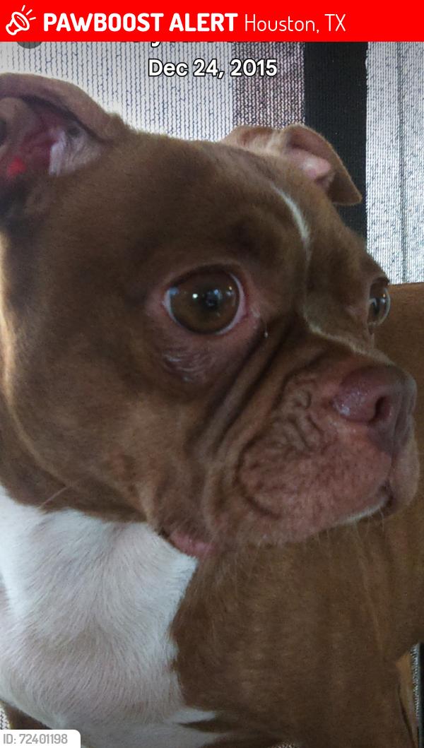 Lost Female Dog last seen Antoine veterans memorial , Houston, TX 77091