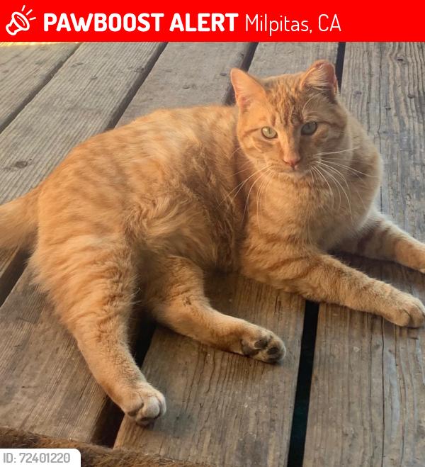 Lost Male Cat last seen Printy Ave, Milpitas, CA 95035