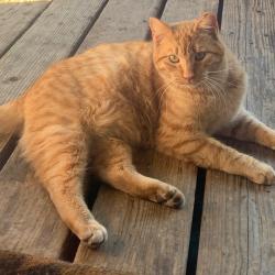 Lost Male Cat last seen Printy Ave, Milpitas, CA 95035