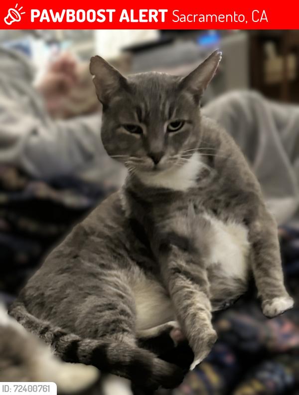 Lost Male Cat last seen 24th Street & 39th Ave , Sacramento, CA 95822