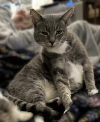 Lost Male Cat last seen 24th Street & 39th Ave , Sacramento, CA 95822