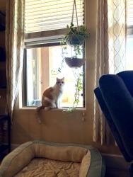 Lost Female Cat last seen Pinnacle peak and 119th drive , Sun City, AZ 85373