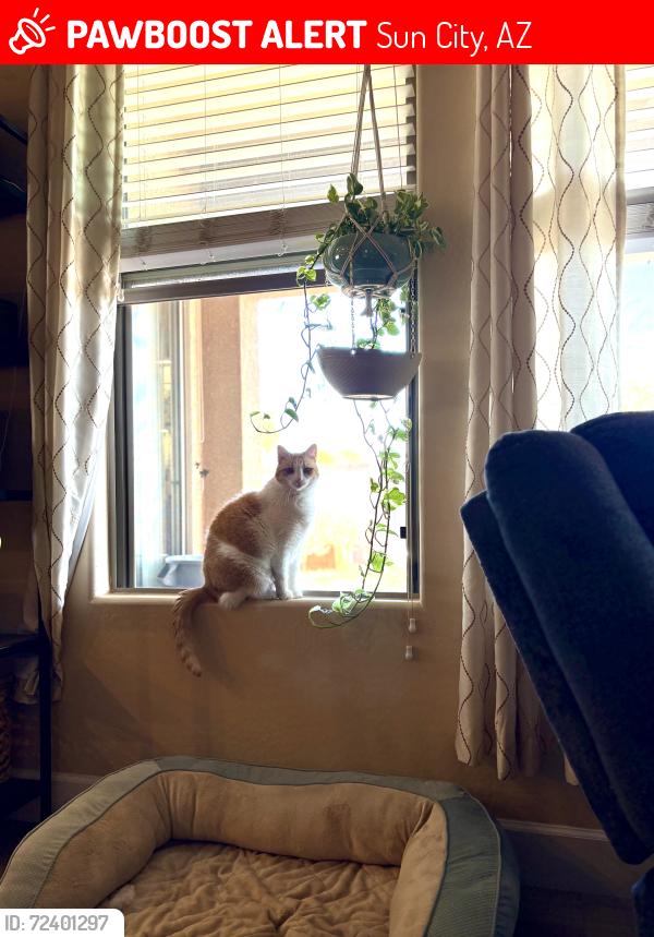 Lost Female Cat last seen Pinnacle peak and 119th drive , Sun City, AZ 85373