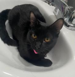 Reunited Female Cat last seen San Fernando apmts, Mesa, AZ 85205