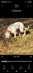 Lost Male Dog last seen Olive st. and the rail road tracks by the tunnel / bridge in CABAZON, CA, Cabazon, CA 92230