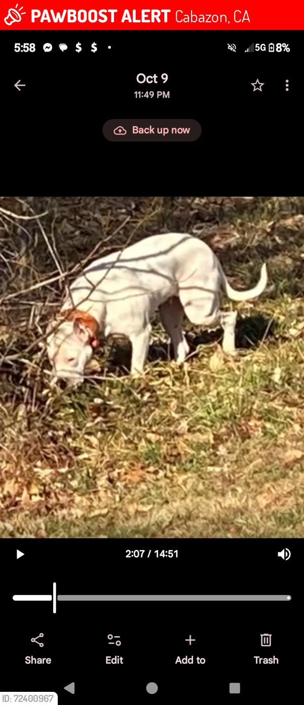 Lost Male Dog last seen Olive st. and the rail road tracks by the tunnel / bridge in CABAZON, CA, Cabazon, CA 92230