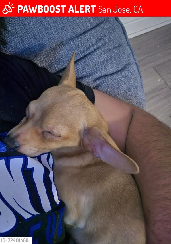 Lost Male Dog last seen By the apartam in my hse, San Jose, CA 95112