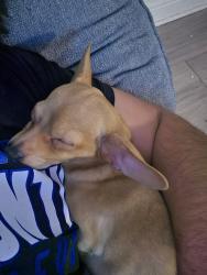 Lost Male Dog last seen By the apartam in my hse, San Jose, CA 95112