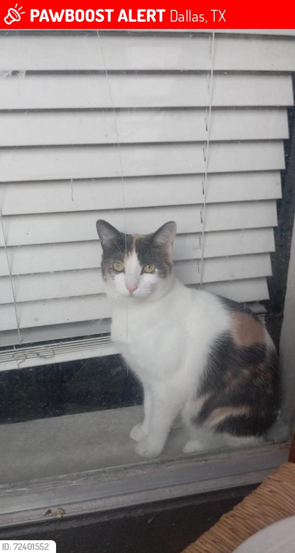 Lost Female Cat last seen Near whithehurst dr, Dallas, TX 75243