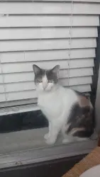 Lost Female Cat last seen Near whithehurst dr, Dallas, TX 75243