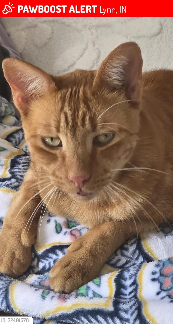 Lost Male Cat last seen Near S Main St Lynn IN, not far from post office, Lynn, IN 47355