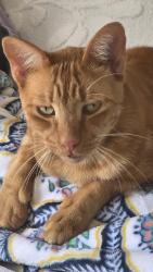 Lost Male Cat last seen Near S Main St Lynn IN, not far from post office, Lynn, IN 47355