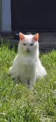 Lost Female Cat last seen S Main St, not far from post office, Lynn, IN 47355