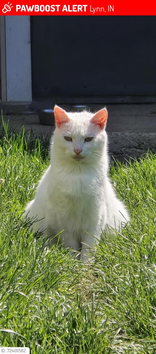 Lost Female Cat last seen S Main St, not far from post office, Lynn, IN 47355