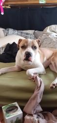Lost Male Dog last seen Near CR 102 knippa tx 78870, Knippa, TX 78870