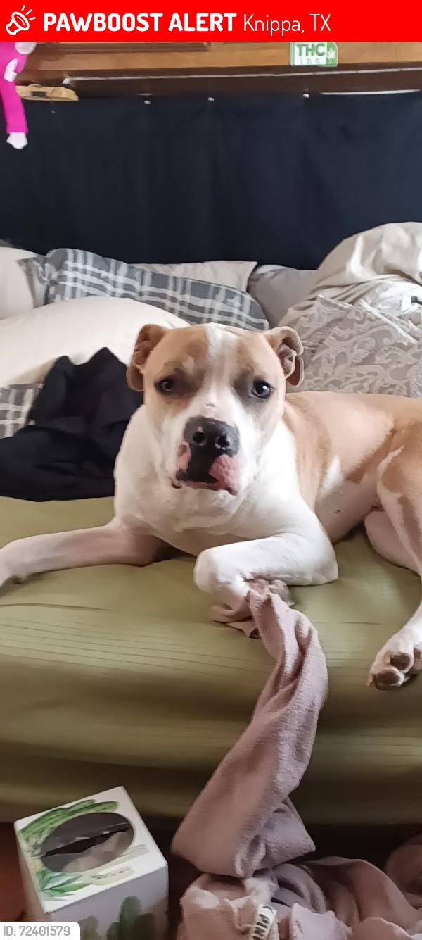 Lost Male Dog last seen Near CR 102 knippa tx 78870, Knippa, TX 78870