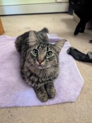 Lost Male Cat last seen Quinella and Old Hardin, Billings, MT 59101