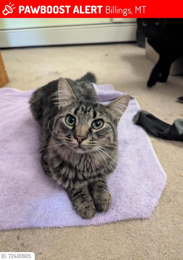 Lost Male Cat last seen Quinella and Old Hardin, Billings, MT 59101