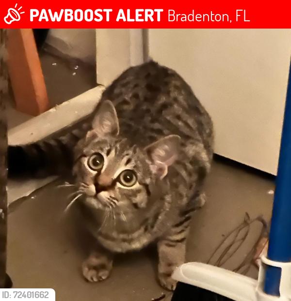 Lost Female Cat last seen Coral Club apmts, Bradenton, FL 34210