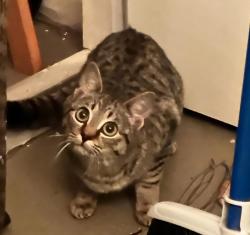 Lost Female Cat last seen Coral Club apmts, Bradenton, FL 34210