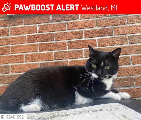 Lost Male Cat last seen Wildwood and School Street, Westland, MI 48185