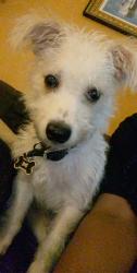 Lost Male Dog last seen Panola Road , Stonecrest, GA 30038