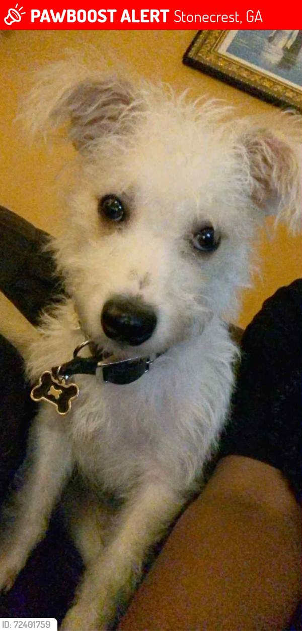 Lost Male Dog last seen Panola Road , Stonecrest, GA 30038