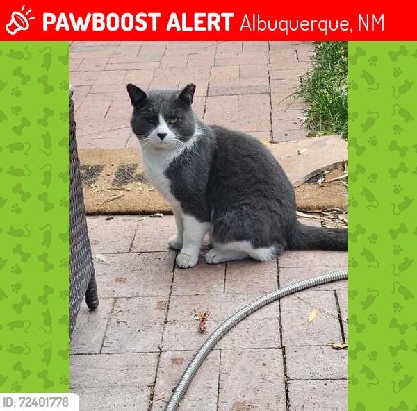 Lost Male Cat last seen Los Abuelos CT SW  and Corregidor dr sw, Albuquerque, NM 87105